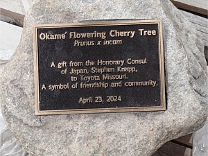 Toyota Flowering Cherry Tree 1