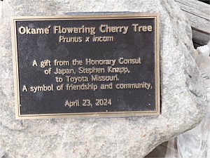 Toyota Flowering Cherry Tree 2